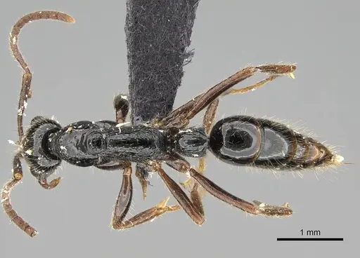 Leptogenys pubiceps - CASENT0318516