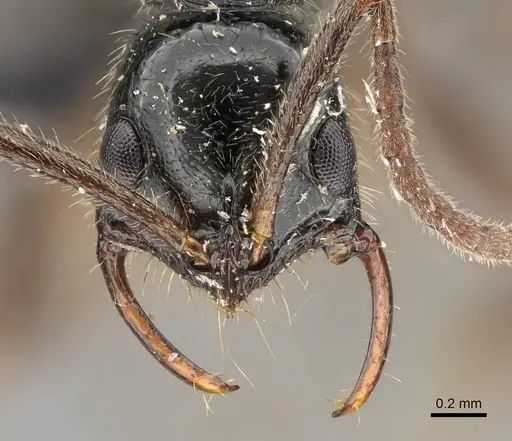 Leptogenys pubiceps - CASENT0318516