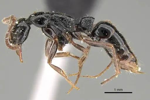 Leptogenys pubiceps - CASENT0318516