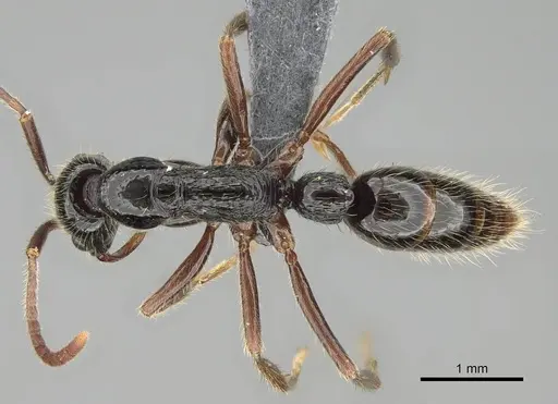 Leptogenys pubiceps - CASENT0729638