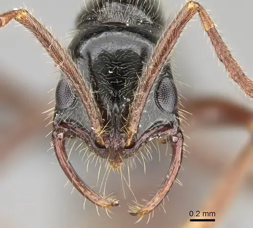 Leptogenys pubiceps - CASENT0729638