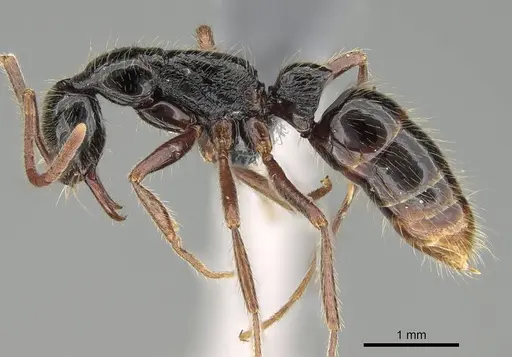 Leptogenys pubiceps - CASENT0729638