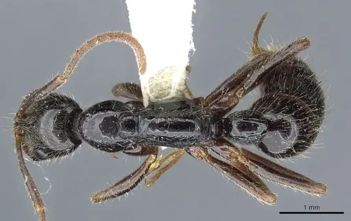 Leptogenys pubiceps - CASENT0903969