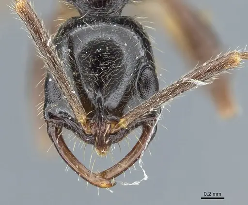 Leptogenys pubiceps - CASENT0903969