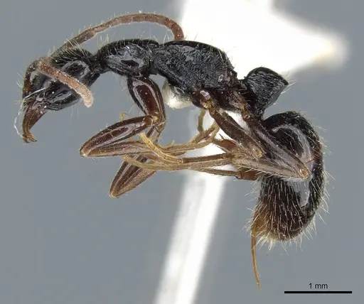 Leptogenys pubiceps - CASENT0903969