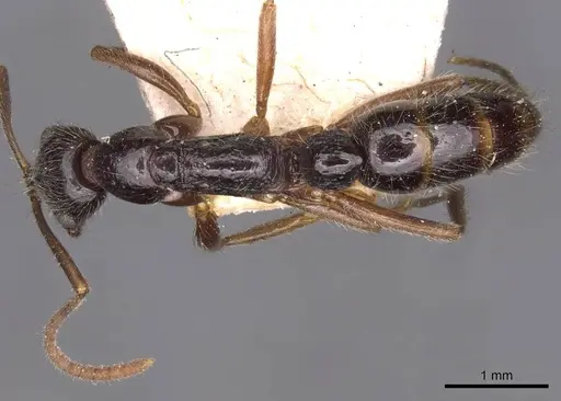 Leptogenys pubiceps - CASENT0907347