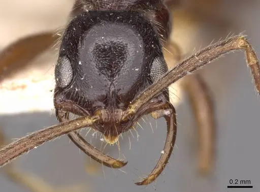 Leptogenys pubiceps - CASENT0907347