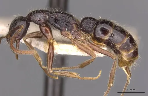 Leptogenys pubiceps - CASENT0907347