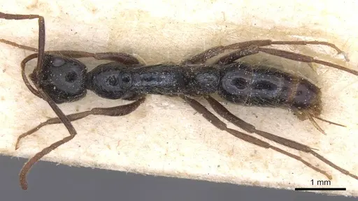 Leptogenys pubiceps - CASENT0915237