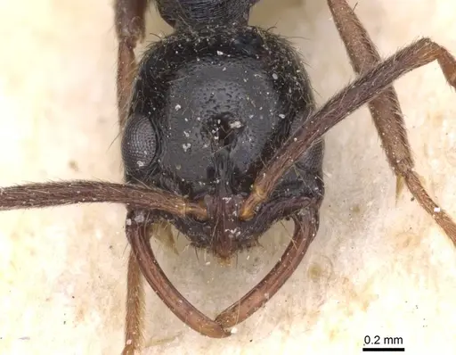 Leptogenys pubiceps - CASENT0915237