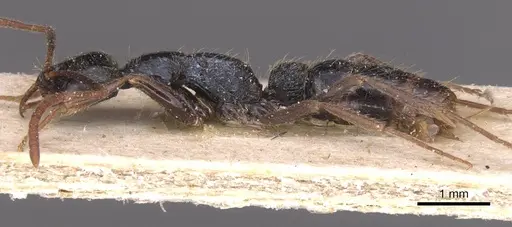 Leptogenys pubiceps - CASENT0915237