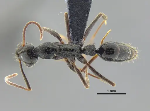 Leptogenys pubiceps - CBUMAGENT41675