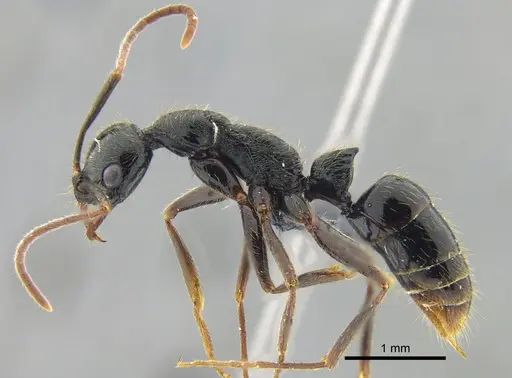 Leptogenys pubiceps - CBUMAGENT41675