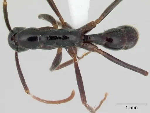 Leptogenys pucuna specimen