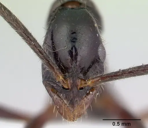 Leptogenys pucuna specimen