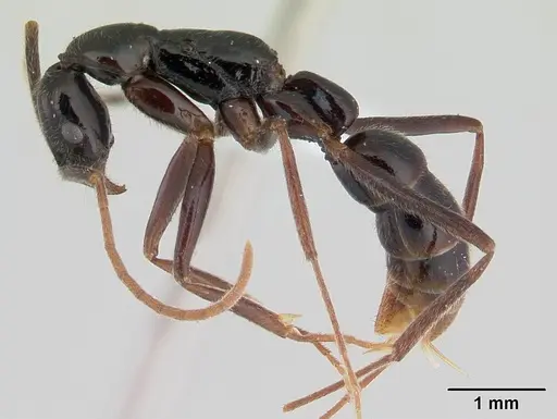 Leptogenys pucuna specimen