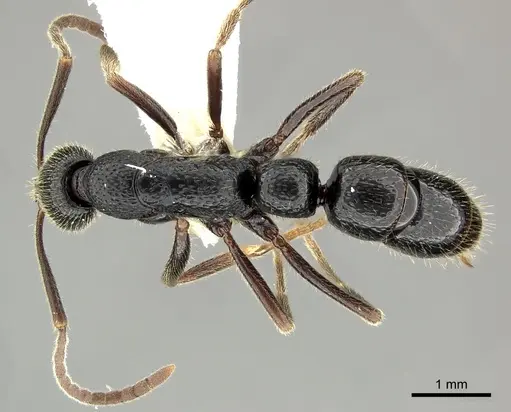 Leptogenys punctata specimen