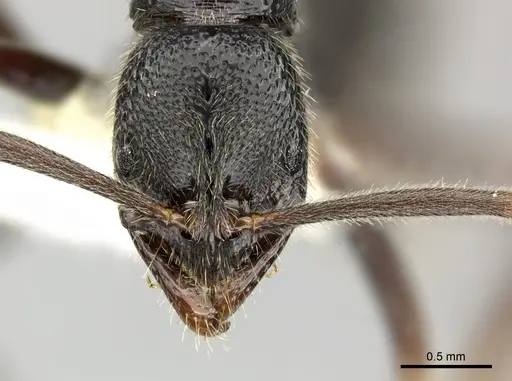 Leptogenys punctata specimen