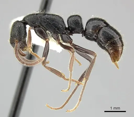 Leptogenys punctata specimen