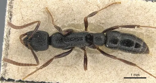 Leptogenys punctata - CASENT0903948