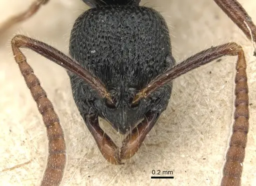 Leptogenys punctata - CASENT0903948