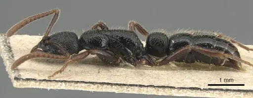 Leptogenys punctata - CASENT0903948