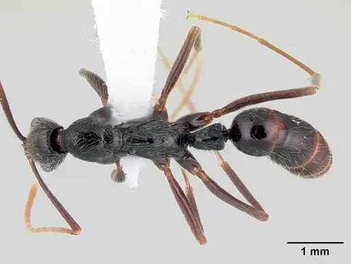 Leptogenys punctaticeps specimen