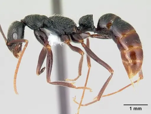 Leptogenys punctaticeps specimen