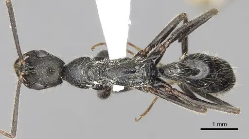 Leptogenys punctaticeps - CASENT0281934