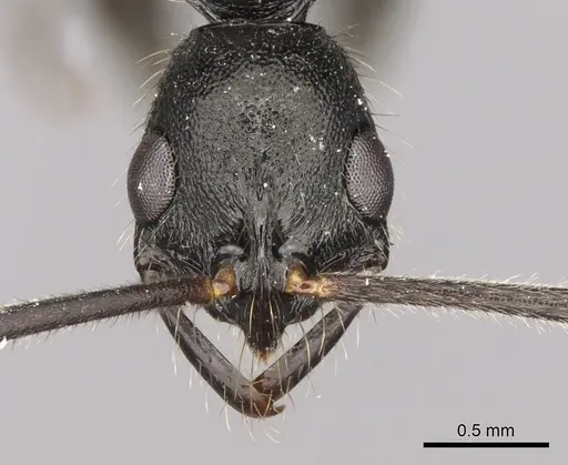 Leptogenys punctaticeps - CASENT0281934