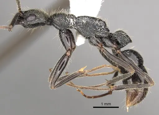 Leptogenys punctaticeps - CASENT0281934