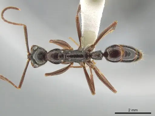 Leptogenys punctaticeps - CASENT0635724