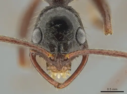 Leptogenys punctaticeps - CASENT0635724