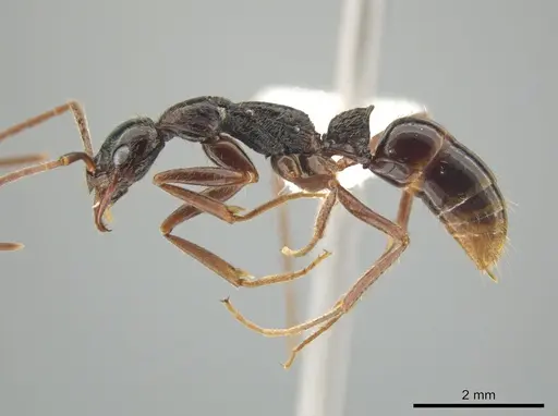 Leptogenys punctaticeps - CASENT0635724