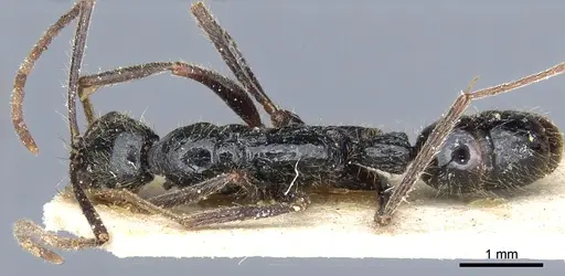 Leptogenys punctaticeps - CASENT0903970