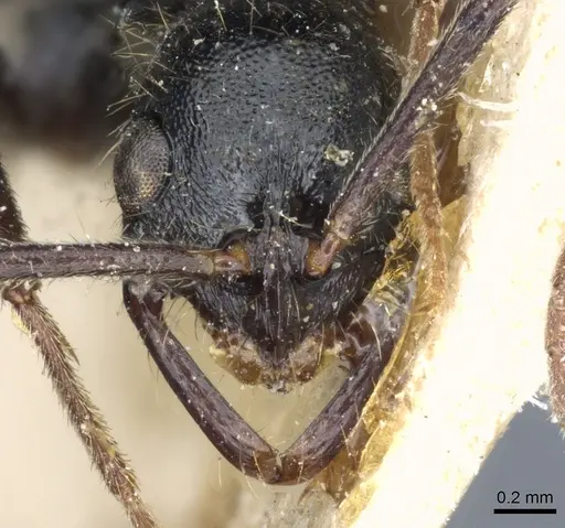 Leptogenys punctaticeps - CASENT0903970