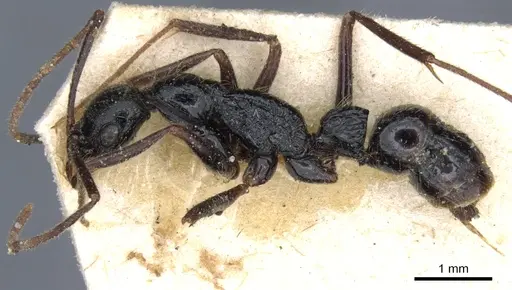 Leptogenys punctaticeps - CASENT0903970