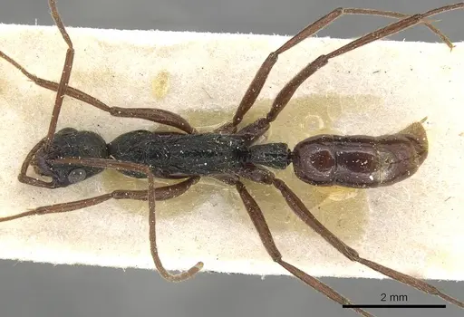 Leptogenys punctaticeps - CASENT0915213