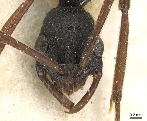 Leptogenys punctaticeps - CASENT0915213