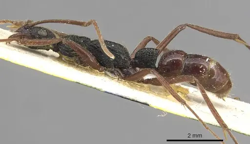 Leptogenys punctaticeps - CASENT0915213