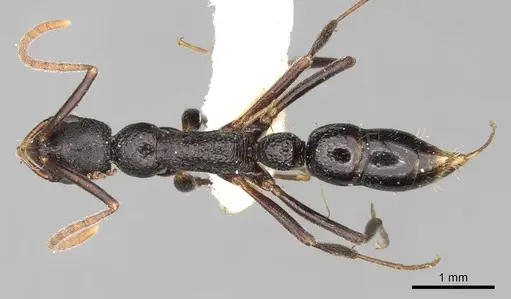 Leptogenys punctiventris specimen