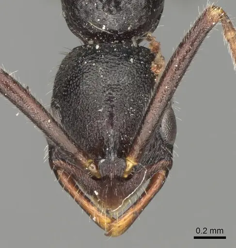 Leptogenys punctiventris specimen
