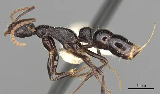 Leptogenys punctiventris specimen