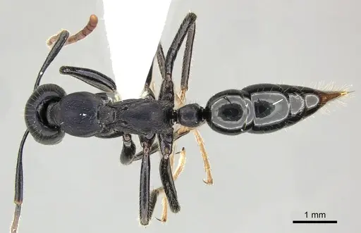 Leptogenys purpurea specimen