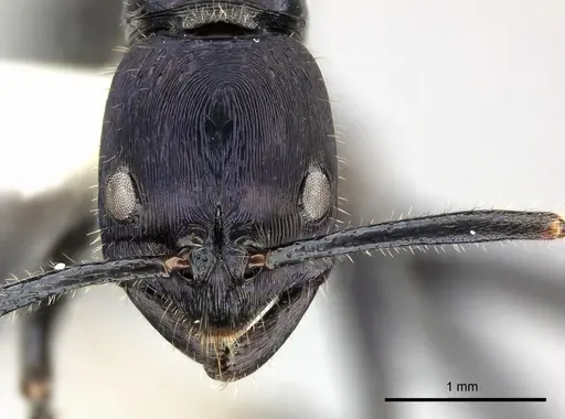 Leptogenys purpurea specimen