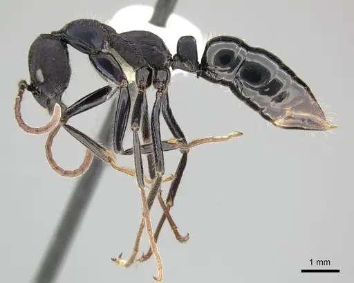 Leptogenys purpurea specimen