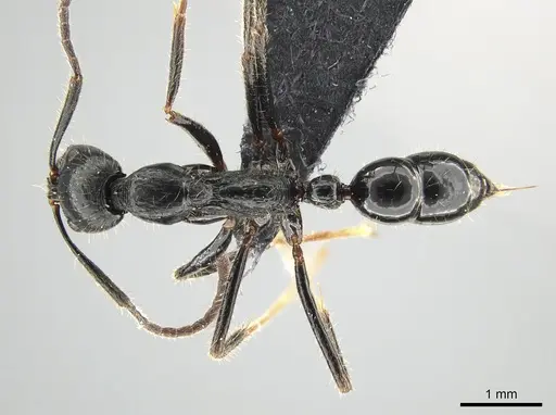 Leptogenys purpurea - CASENT0650194