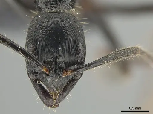 Leptogenys purpurea - CASENT0650194