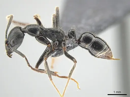 Leptogenys purpurea - CASENT0650194