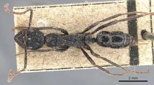 Leptogenys purpurea - CASENT0903956